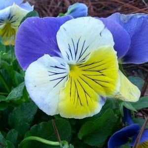 Meet your Posher, Deborah